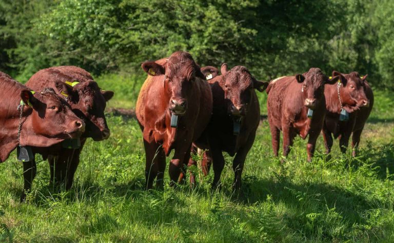 Divine Cow! This Golf Nightclub Possesses Acquired a Moo-bile Lawncare Staff Holy Cow! This Golf Club Has Got a Moo-bile Lawncare Team