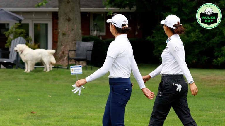 I watched a dog pick up my ball. What now? Rules Guy